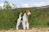 FOX TERRIER 219